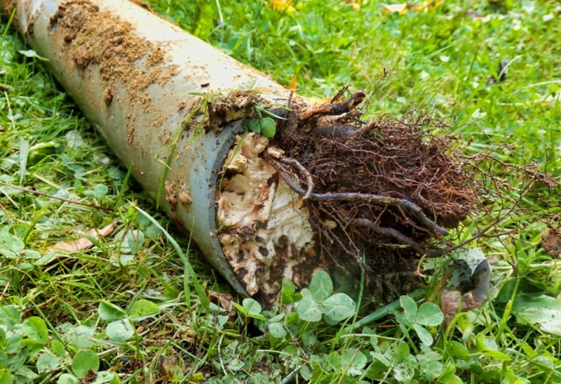 Root Intrusion